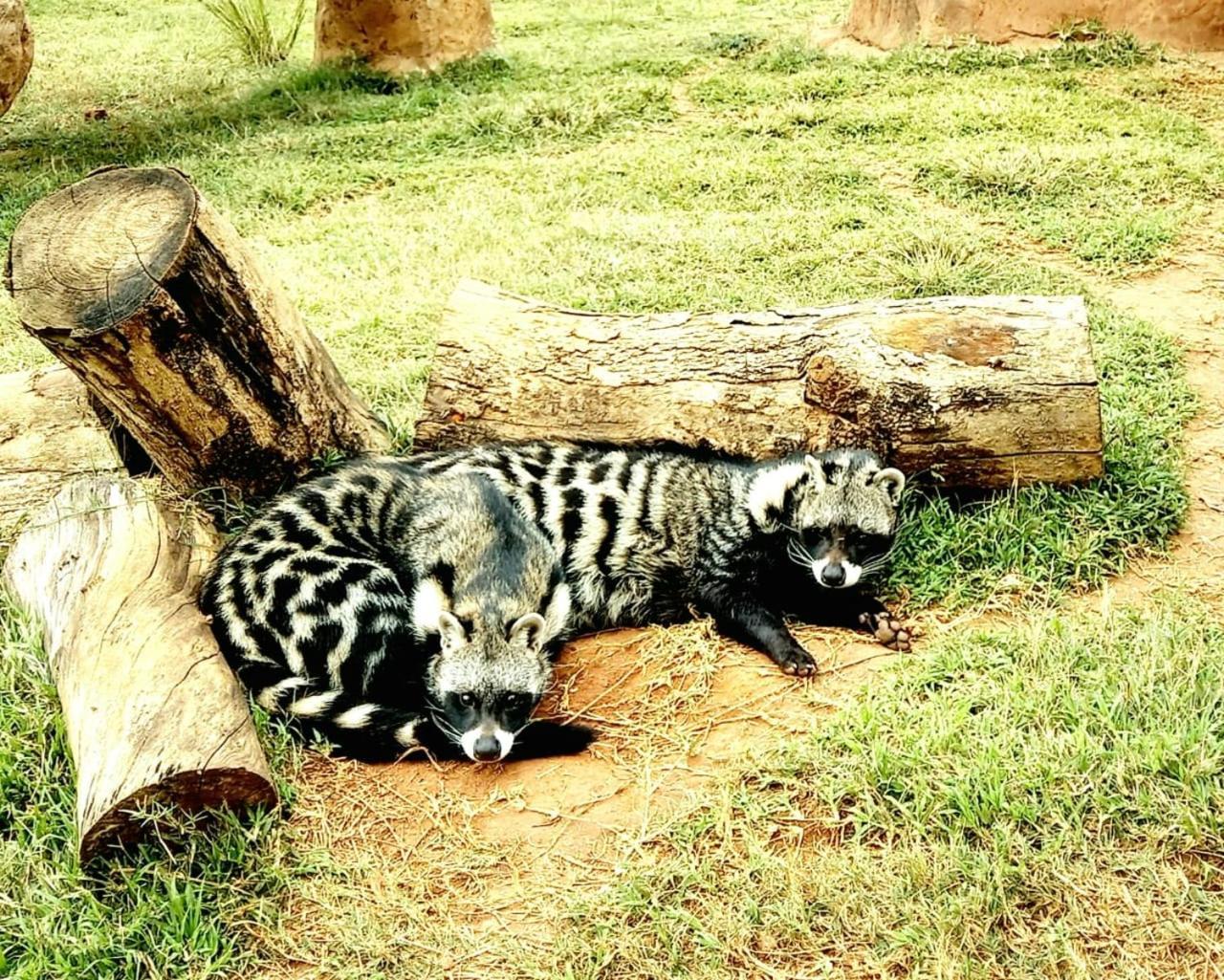 Pumbaa Wildlife Park & Accommodation Mbombela Exteriér fotografie