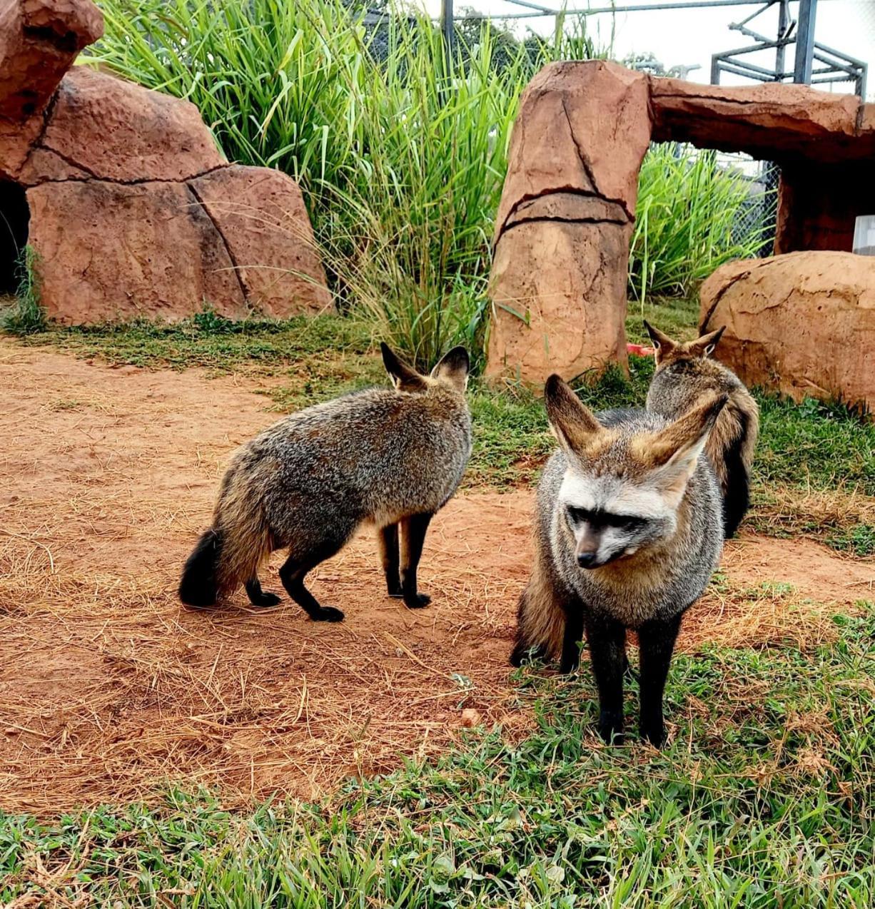 Pumbaa Wildlife Park & Accommodation Mbombela Exteriér fotografie