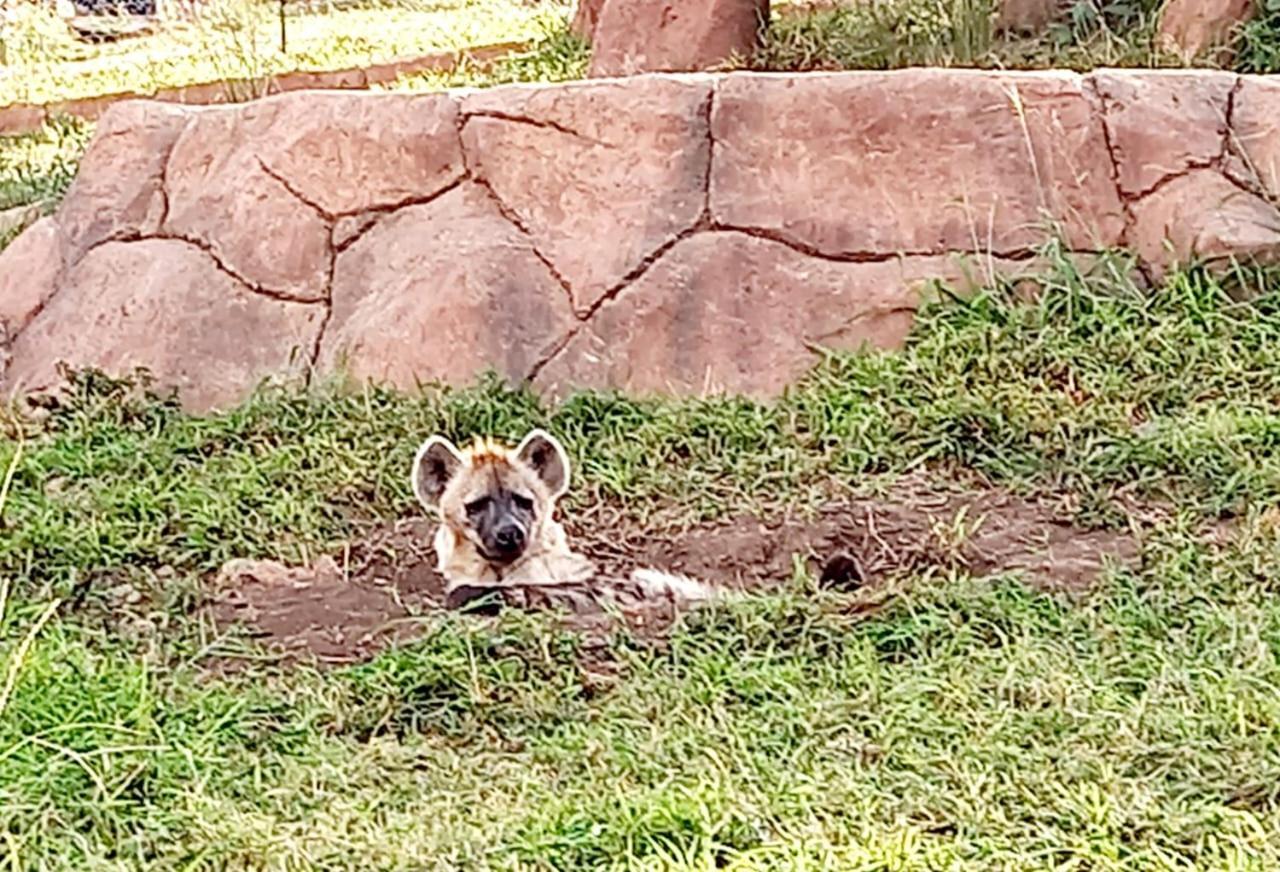 Pumbaa Wildlife Park & Accommodation Mbombela Exteriér fotografie