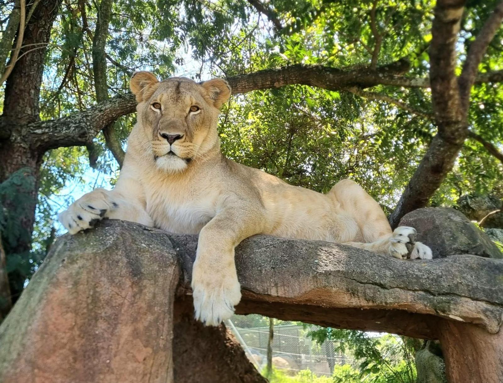 Pumbaa Wildlife Park & Accommodation Mbombela Exteriér fotografie