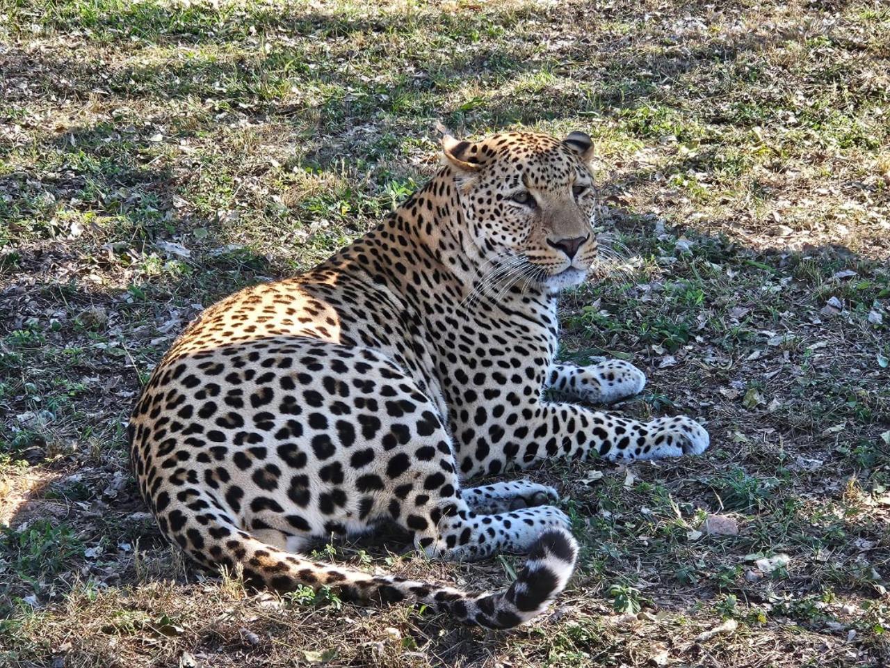 Pumbaa Wildlife Park & Accommodation Mbombela Exteriér fotografie