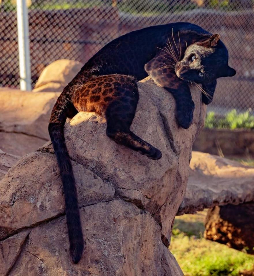Pumbaa Wildlife Park & Accommodation Mbombela Exteriér fotografie
