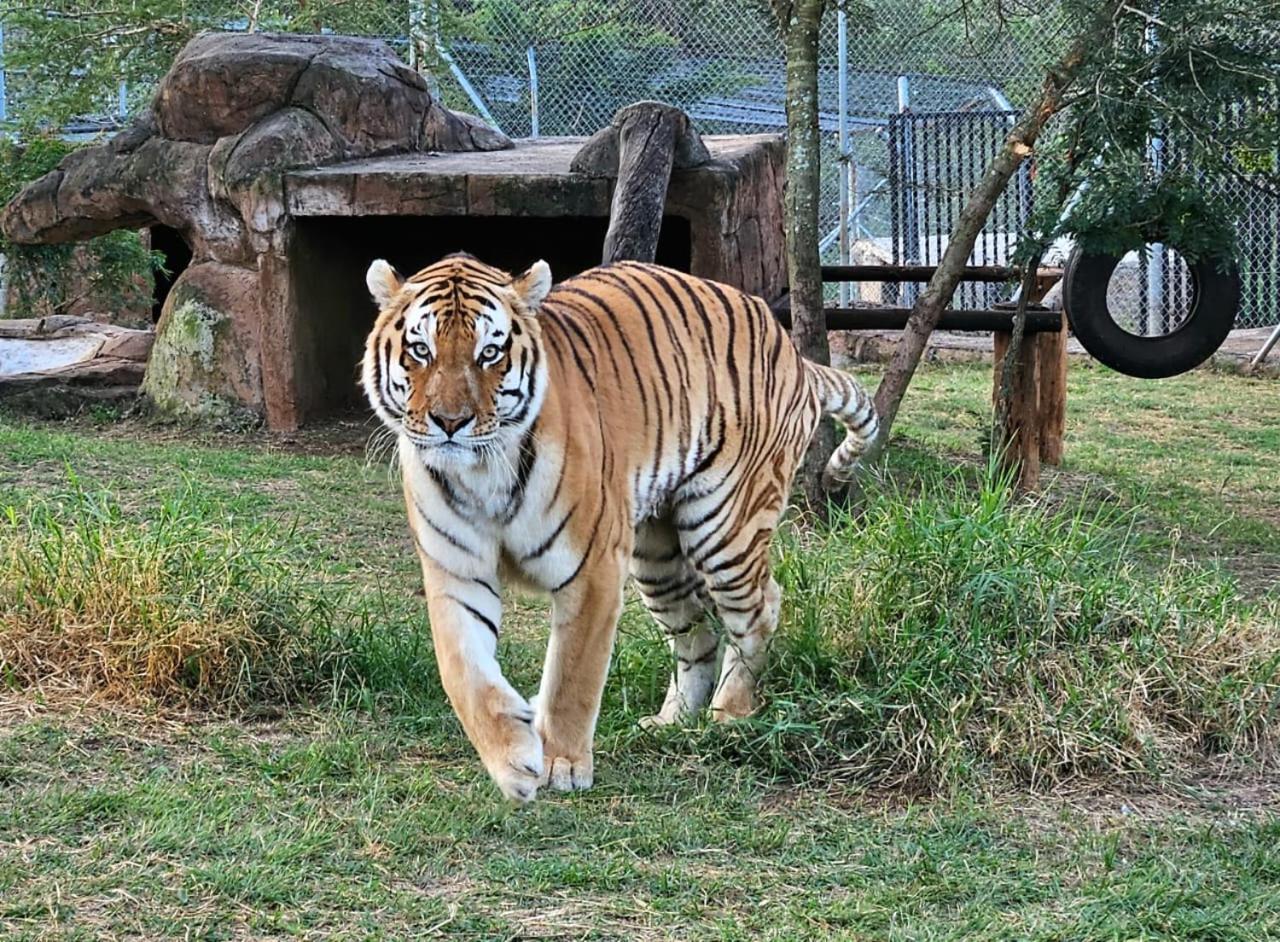 Pumbaa Wildlife Park & Accommodation Mbombela Exteriér fotografie