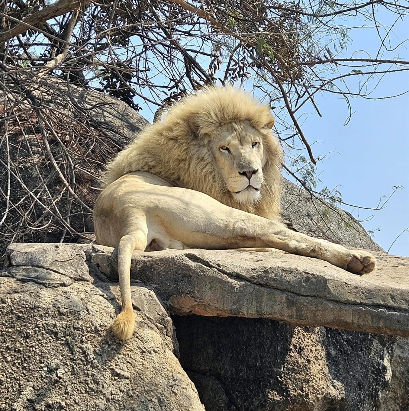 Pumbaa Wildlife Park & Accommodation Mbombela Exteriér fotografie