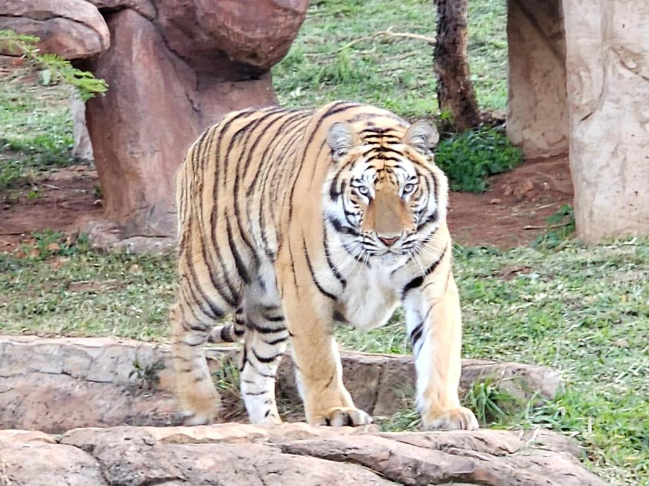 Pumbaa Wildlife Park & Accommodation Mbombela Exteriér fotografie